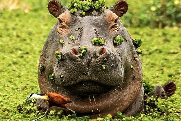 hippo hippo