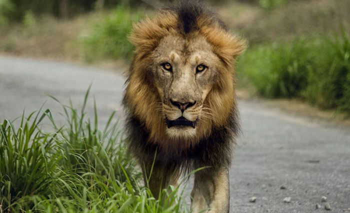 lion