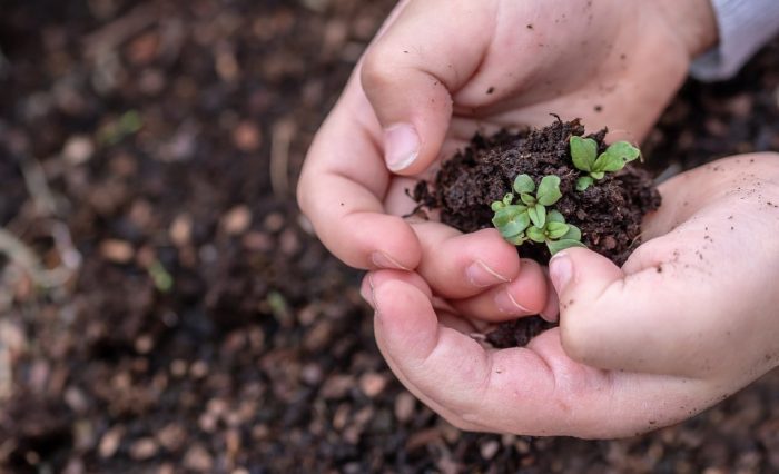 seedlings-3448883_1280-960x639